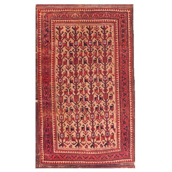 Baluch #5584